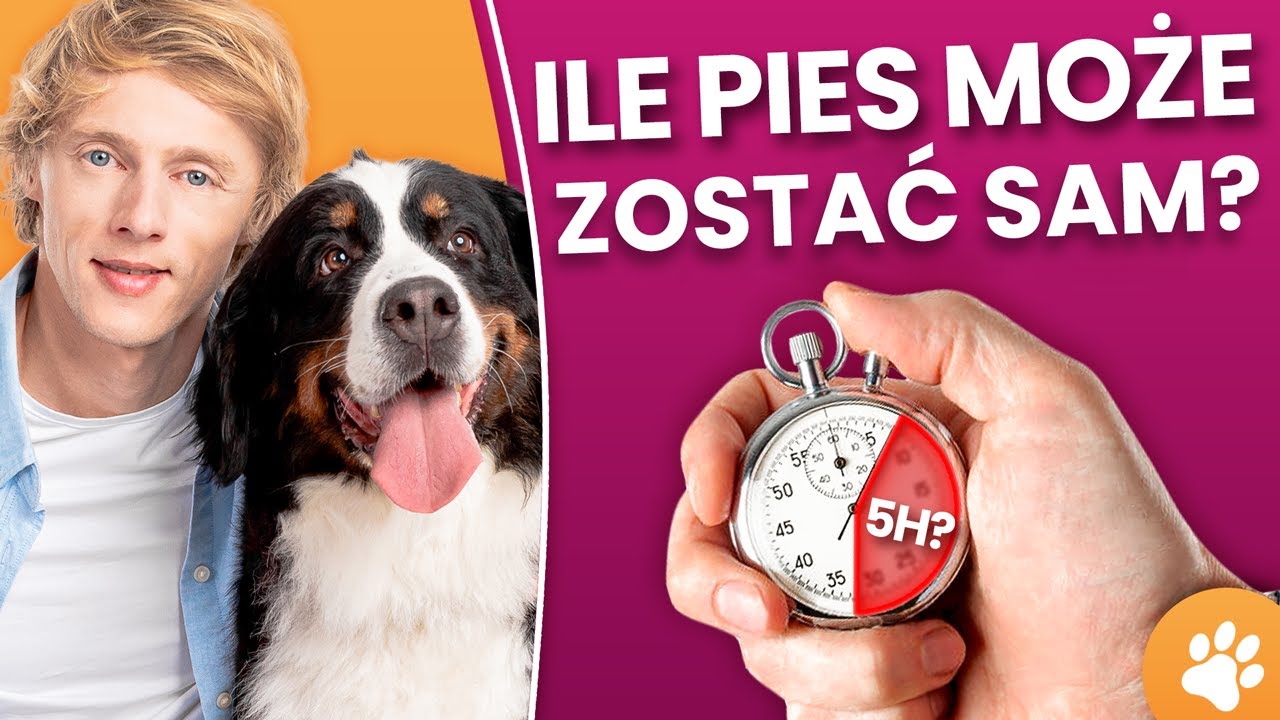 JAK DŁUGO PIES MOŻE ZOSTAĆ SAM W DOMU? Lęk separacyjny u psa - objawy! z Dawidem Kubackim