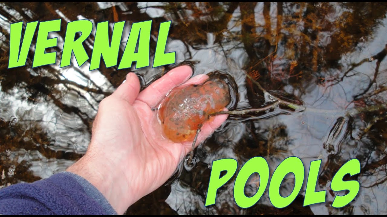 Starting a campground | How to work with Wet Lands and Vernal Pools | How to build a Campground