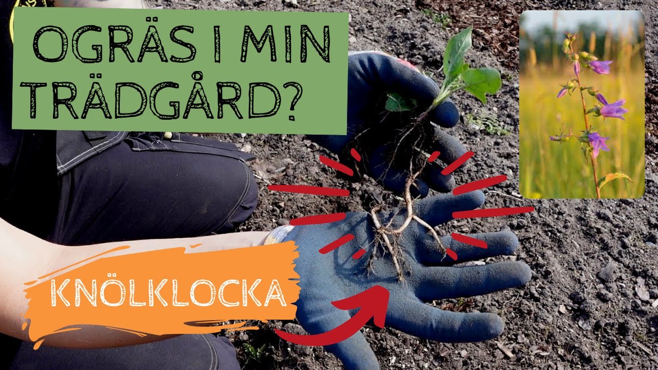 Vilka ogräs har jag i trädgården? Knölklockan är min absoluta motståndare i odlingen