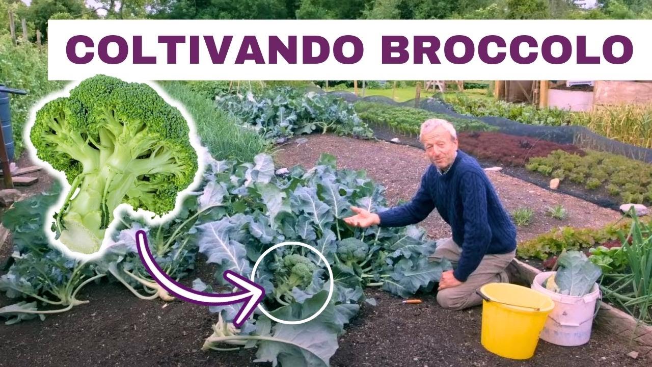 Raccogli broccoli e cavoli tutto l’anno con questo semplice trucco di semina!