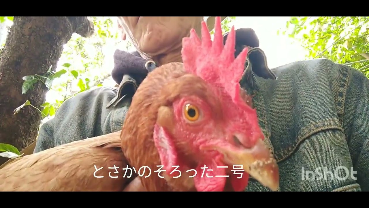 今日も「前菜」は、白菜四分の一カット、「一号」さんは、ちょっと遠慮がちなので、贔屓してあげないとね！ニワトリさん・デイズ(笑)。