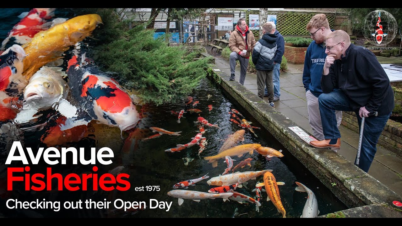 Avenue Fisheries - Koi Open Day