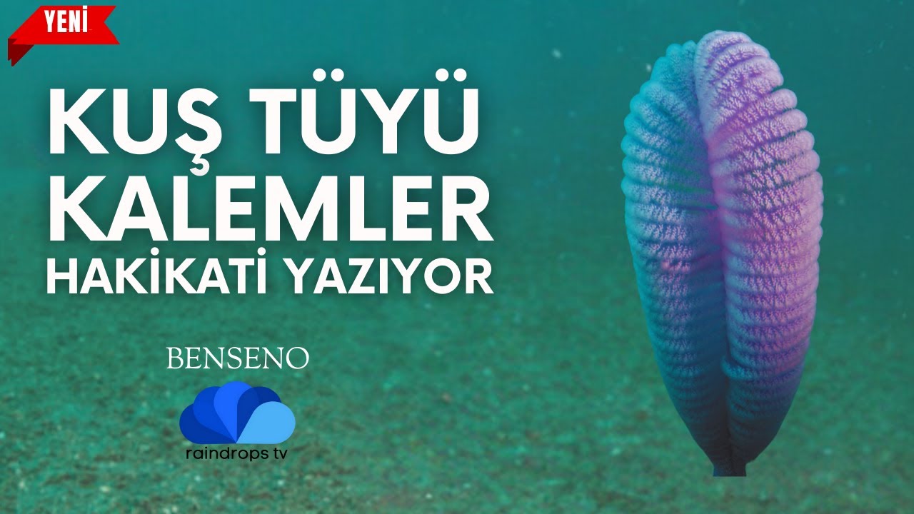 DENİZ KALEMLERİ HAKİKATİ YAZIYOR - BENSENO
