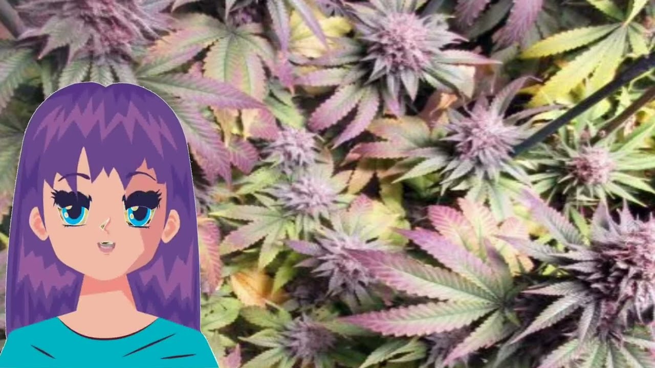 Purple Pineapple Express &ndash; Annunaki Genetics