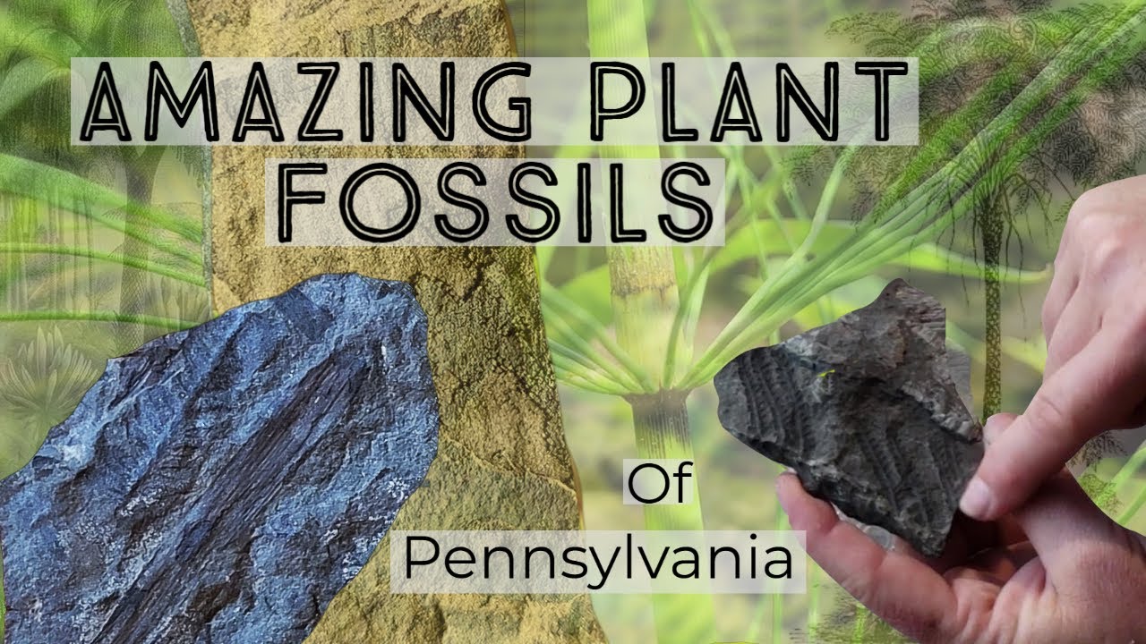 Amazing Plant Fossils from Pennsylvania #thefinders