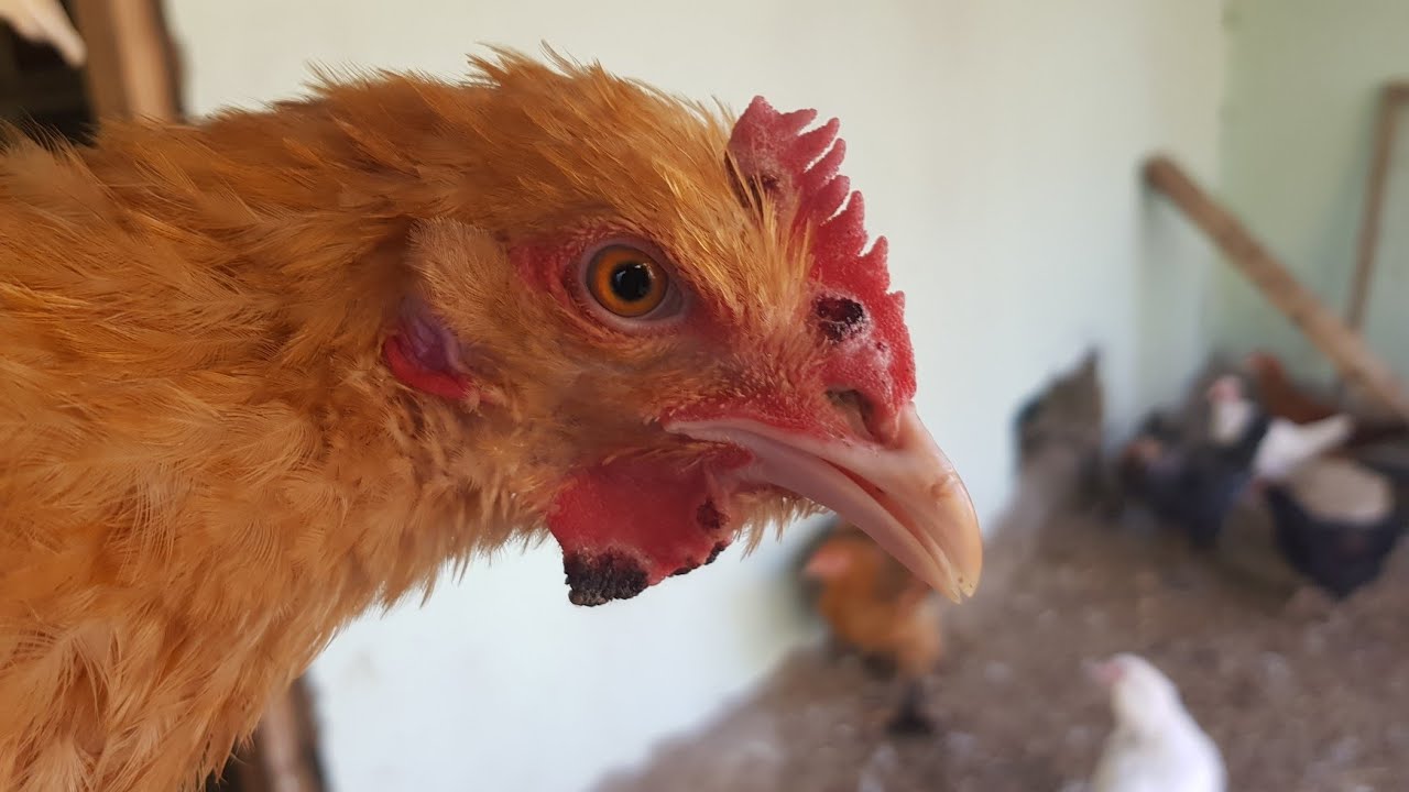 Toyuqlarda cicek xesteliyi , fesadlari ve mualicesi.