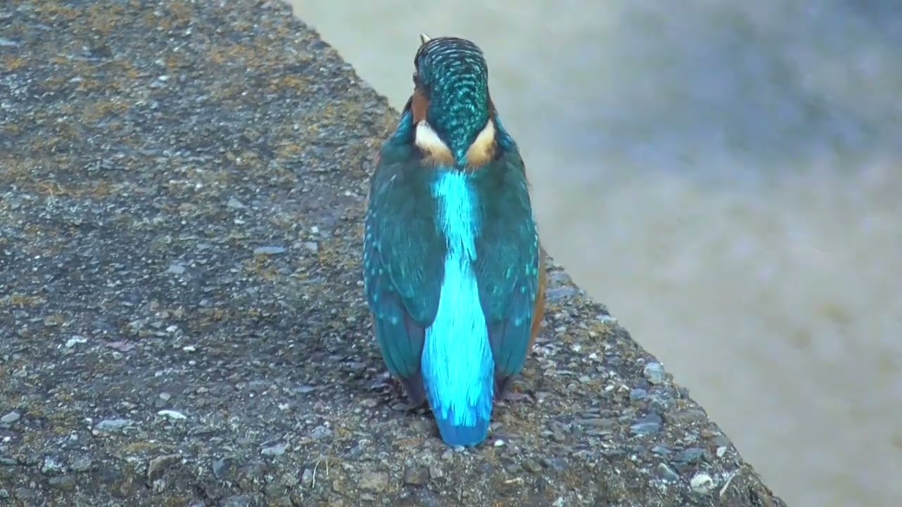 【カワセミ】強風の中久しぶりにオスのカワセミがやってきました