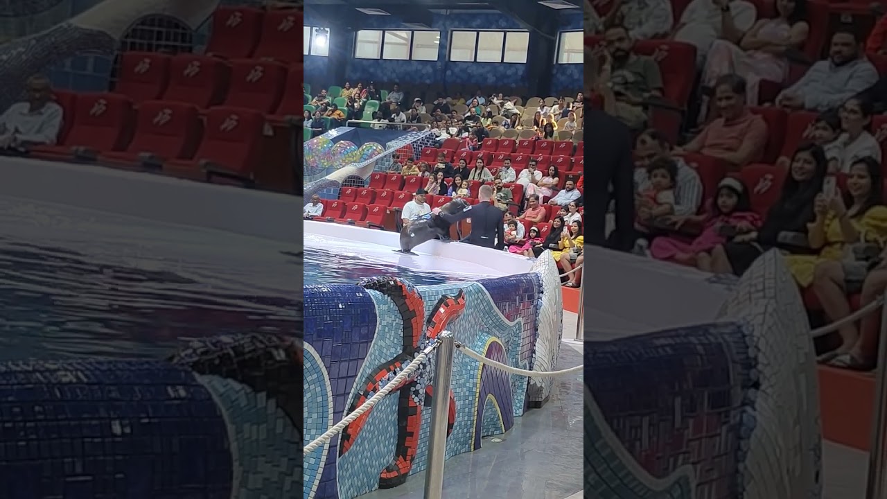 Dubai Dolphin Show Part 3