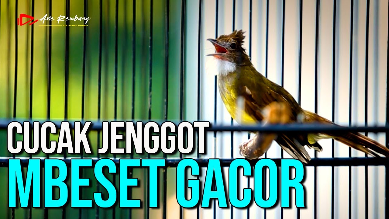 MASTERAN CUCAK JENGGOT GACOR SUPER PEDAS