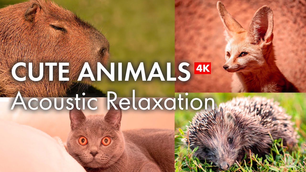 Melt Away Stress  Cute Animals & Calming Acoustic Music 4K