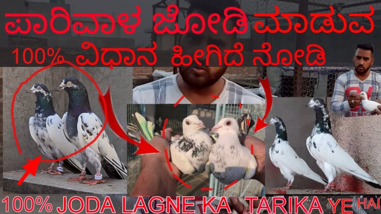 100% Kabutar ka Joda Lagane ka Tarika