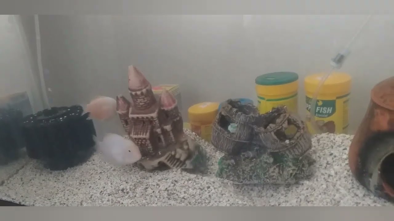 yeni baliklar aldım zebra ciklet akvaryumu ve lepistes akvaryumu zebra cikletler akvaryumda kaos