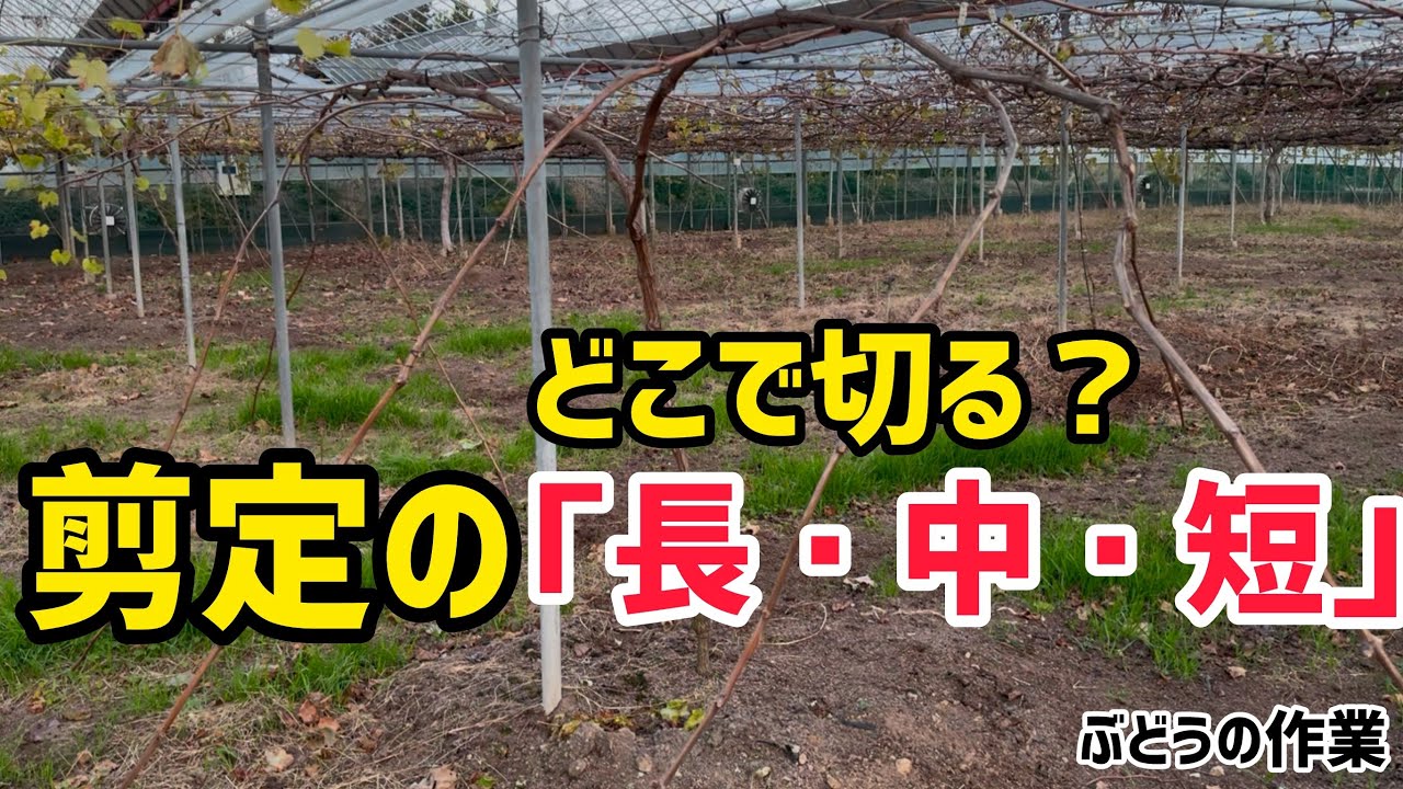 「ぶどうの作業」どこで切る？長梢・中梢・短梢剪定。
