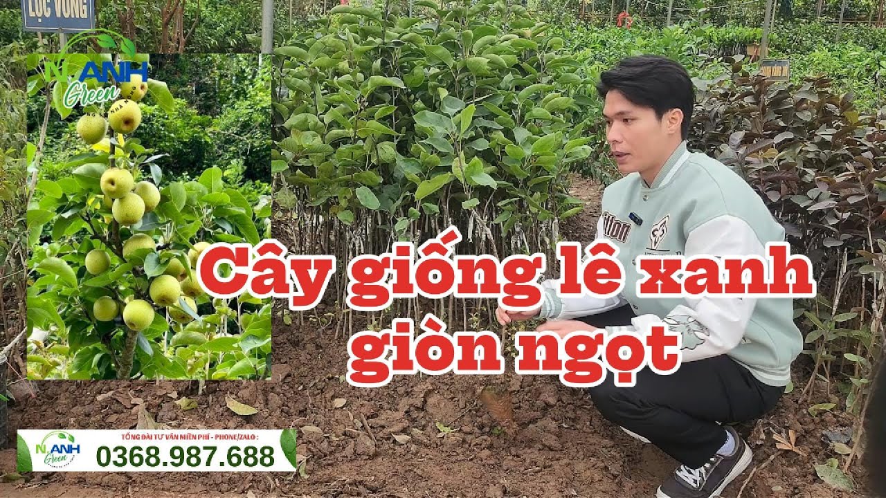Làm giàu từ cây Lê Xanh: Giống F1 chuẩn, trái sai trĩu cành 💰SĐT: 0368.987.688