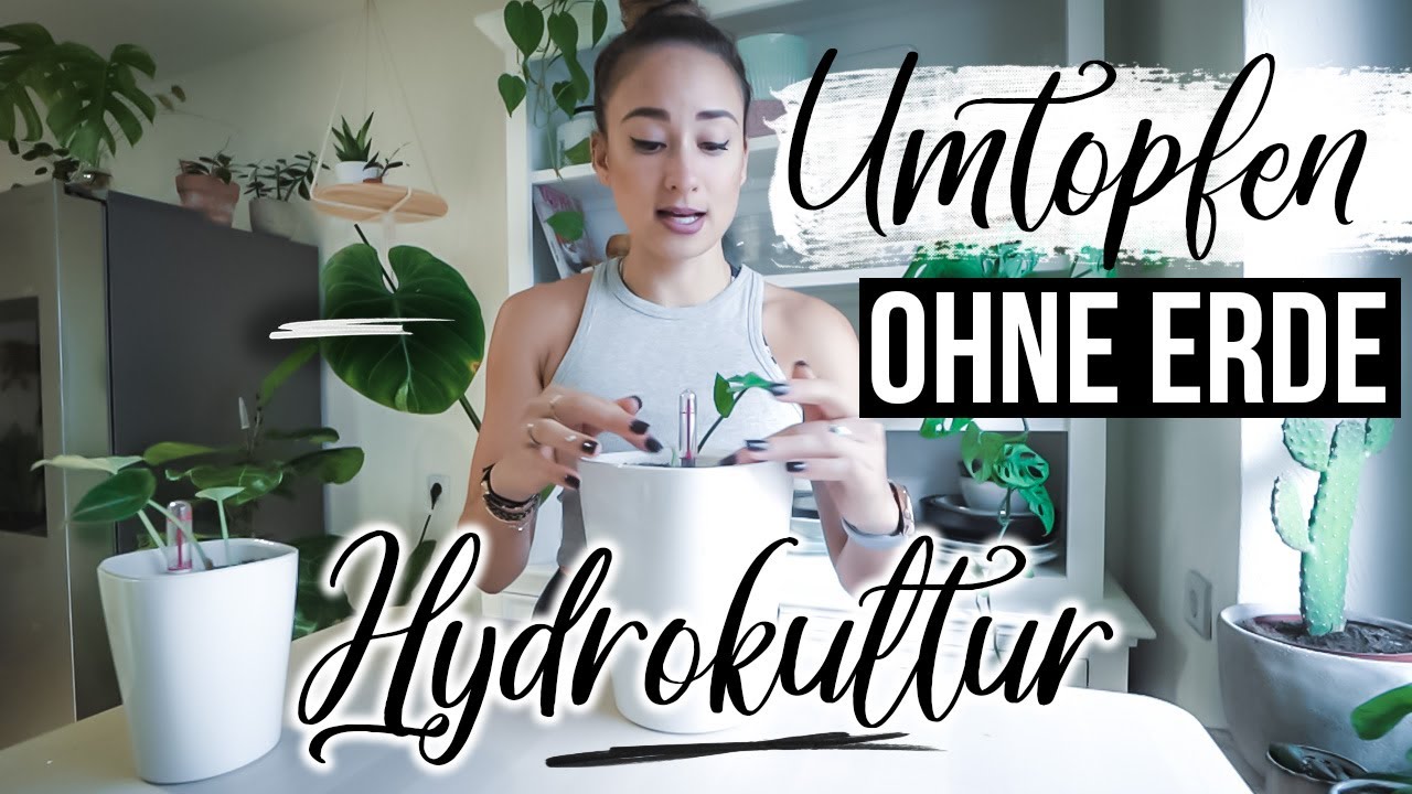 Pflanzen umtopfen | Step-by-Step Anleitung | Vor-und Nachteile von Hydrokultur | Lechuza | Pon TEST