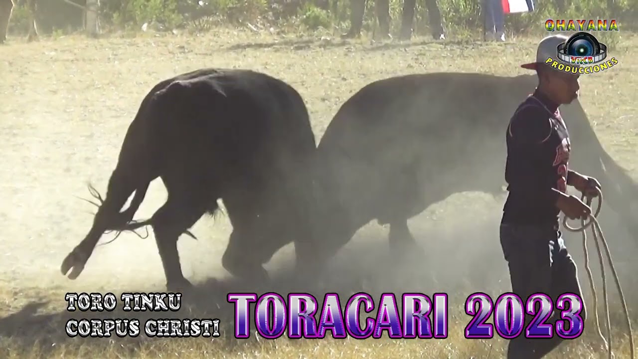TORO TINKU CORPUS CHRISTI TORACARI 2023