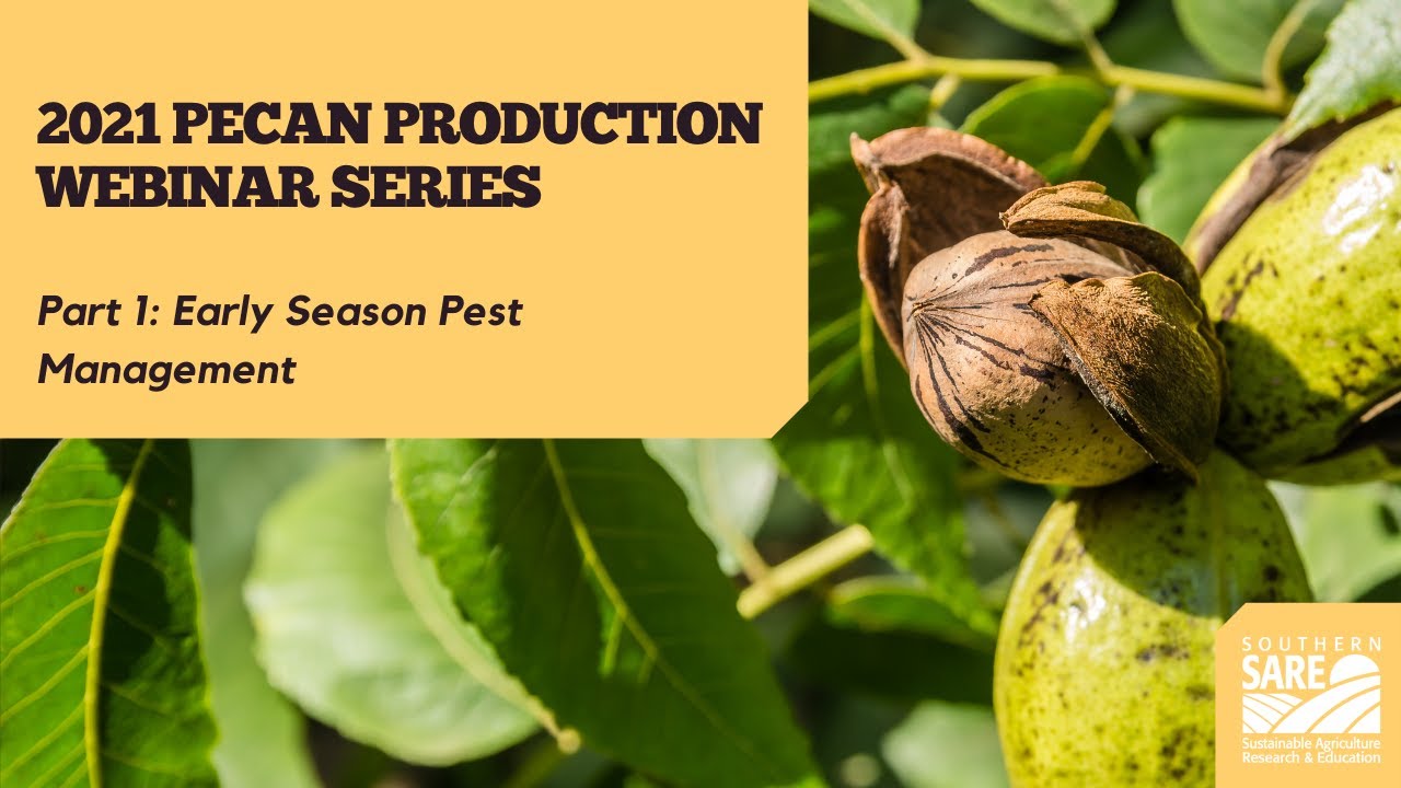 Pecan Webinar Series: Part 1 | Early Season Pest Management