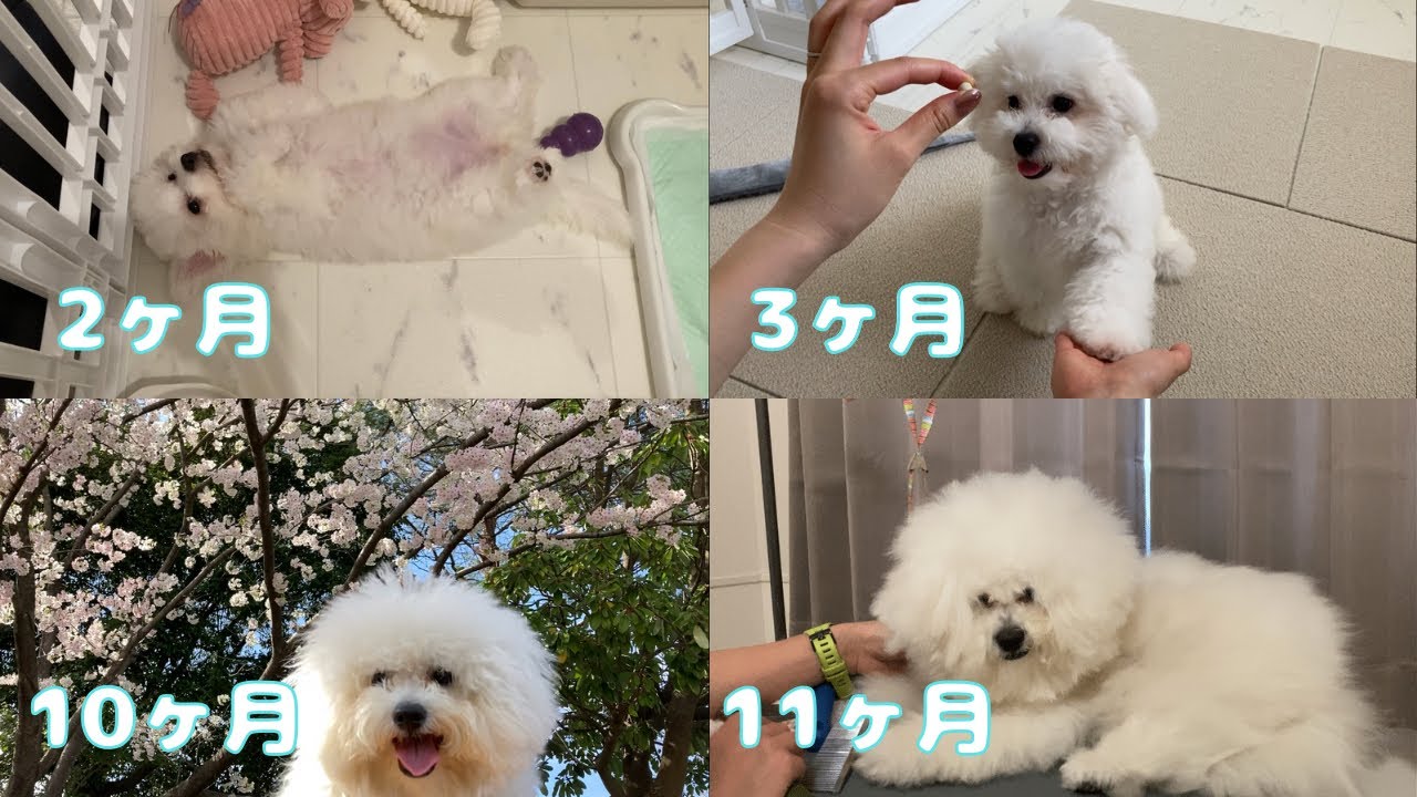ビションフリーゼ1年の成長記録　犬のいる暮らし