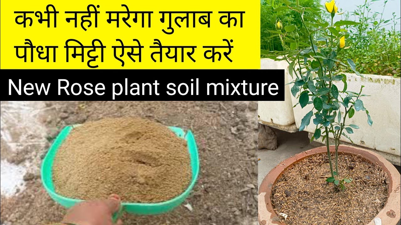गुलाब के नए पौधे के लिए मिट्टी कैसे तैयार करें/New Plant Potting In Soil Media /Soil Media for Rose