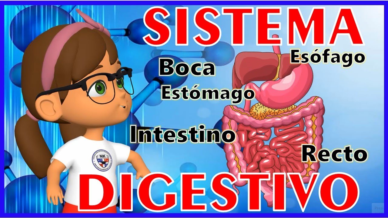 EL SISTEMA DIGESTIVO concepto y actividades