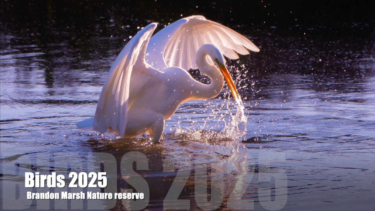 Bird Photos 2025