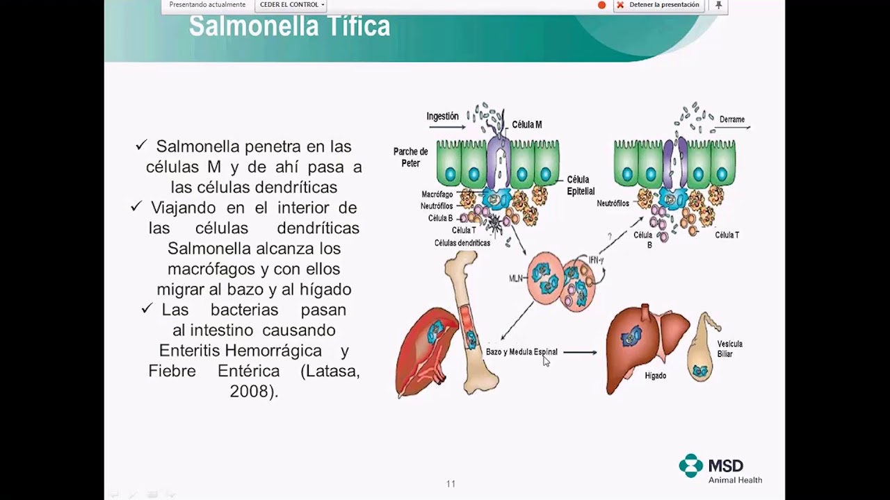 Webinar # 34 Estrategias de Vacunación para el Control de Salmonella gallinarum Tifosis Aviar