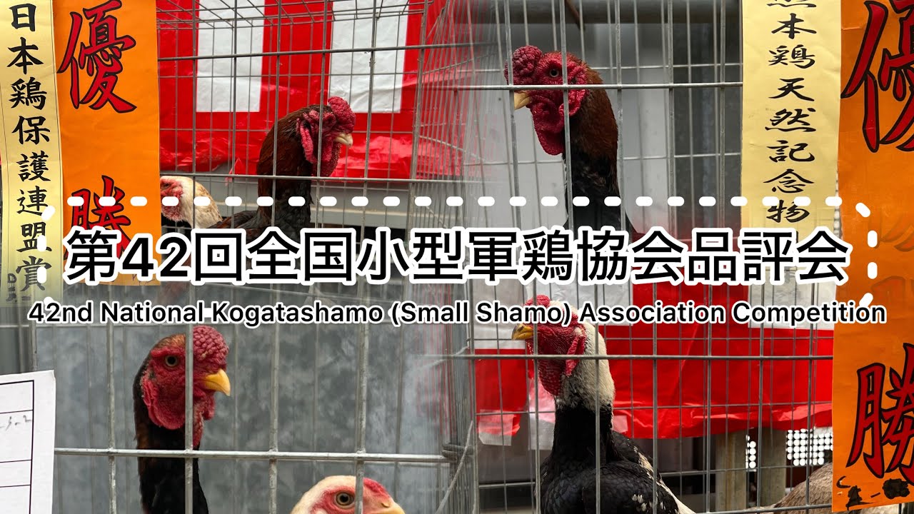 第42回全国小型軍鶏協会品評会　42nd National Kogatashamo (Small Shamo) Association Competition