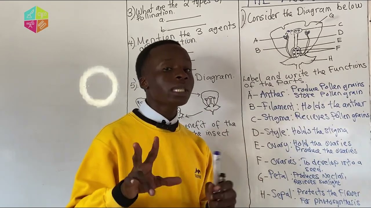 GRADE 7 SCIENCE: The Flower