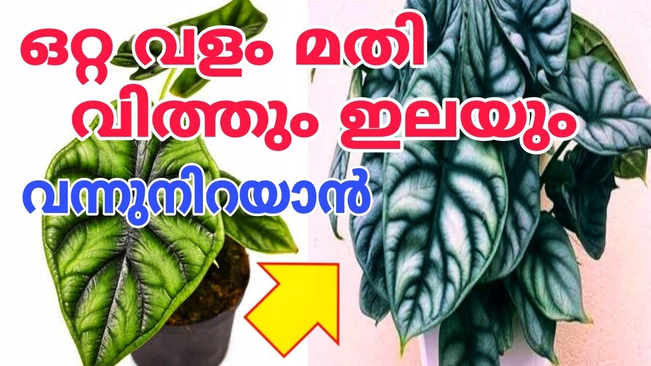 മണിക്കൂറുകൾ കൊണ്ട് റിസൾട്ട് ചട്ടി കാണാതെ ഇലകൾ നിറയും Alocasia plant care