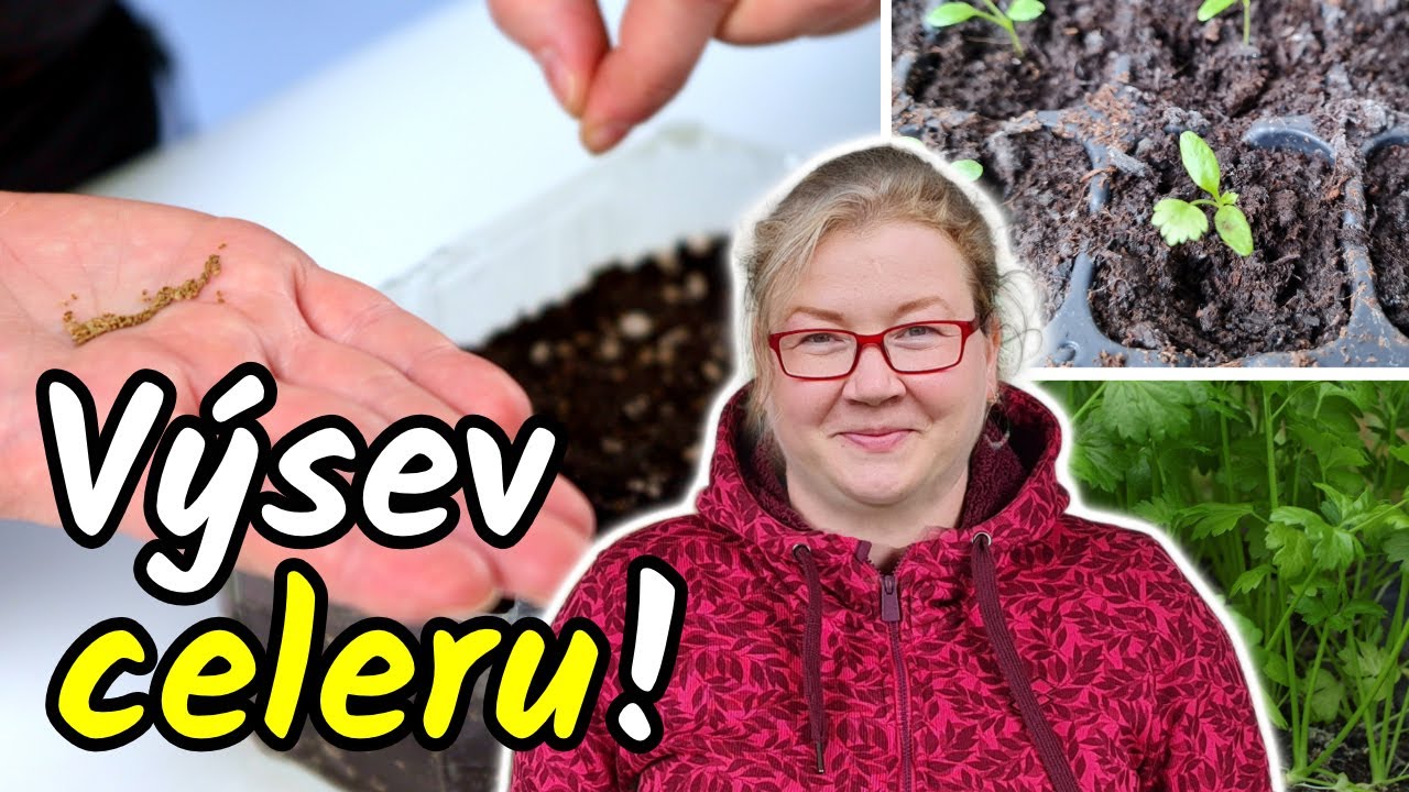 🚫🌱 NEVYSÉVEJTE CELER dokud si nepustíte toto video! Výsev bulvového celeru ze semínek