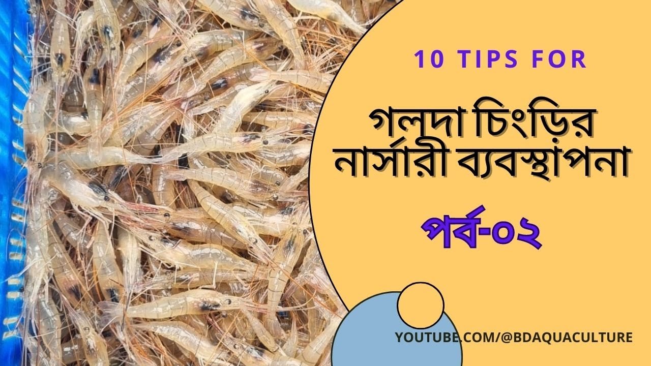 গলদা চিংড়ি চাষ ব্যবস্থাপনা। পর্ব-০২ । গলদা  চিংড়ির নার্সারী ব্যবস্থাপনা । Golda Nursery management ।