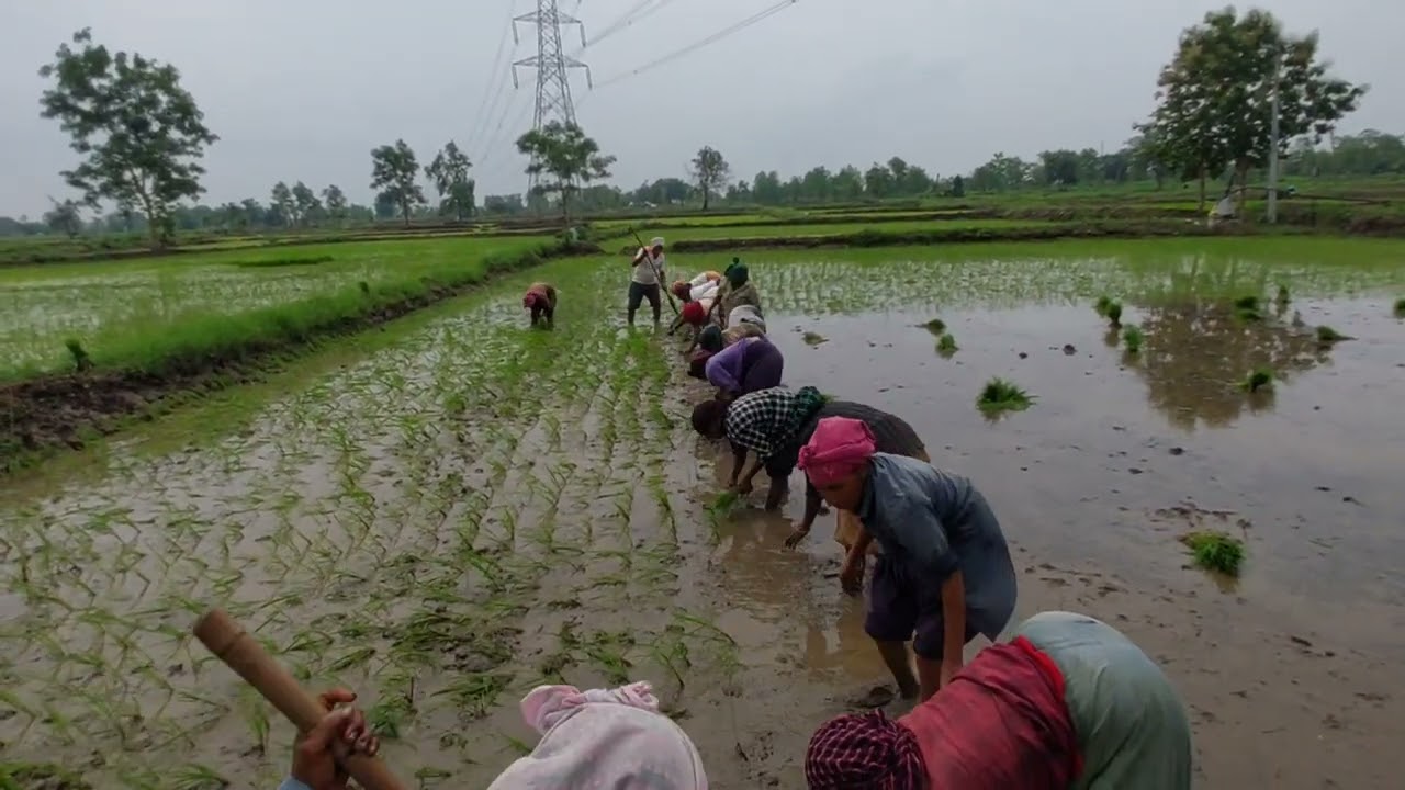 2025 Rainy Season Rice Farming Journey: From Seed to Harvest Song 2
