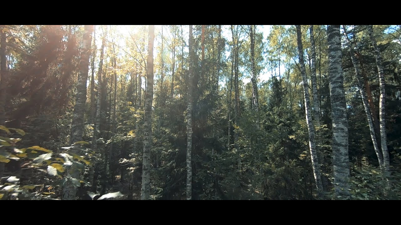 The Forest - Fpv cinematic