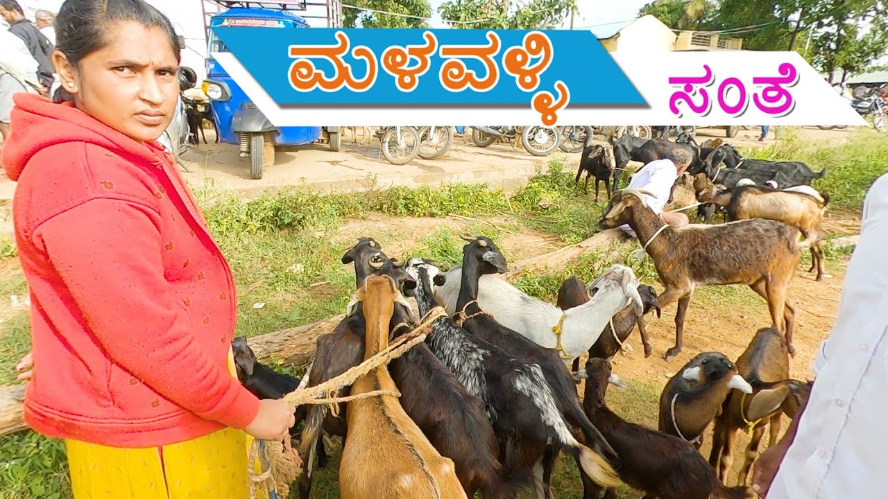 Malavalli sheep market ಮಳವಳ್ಳಿ ಕುರಿ ಸಂತೆ