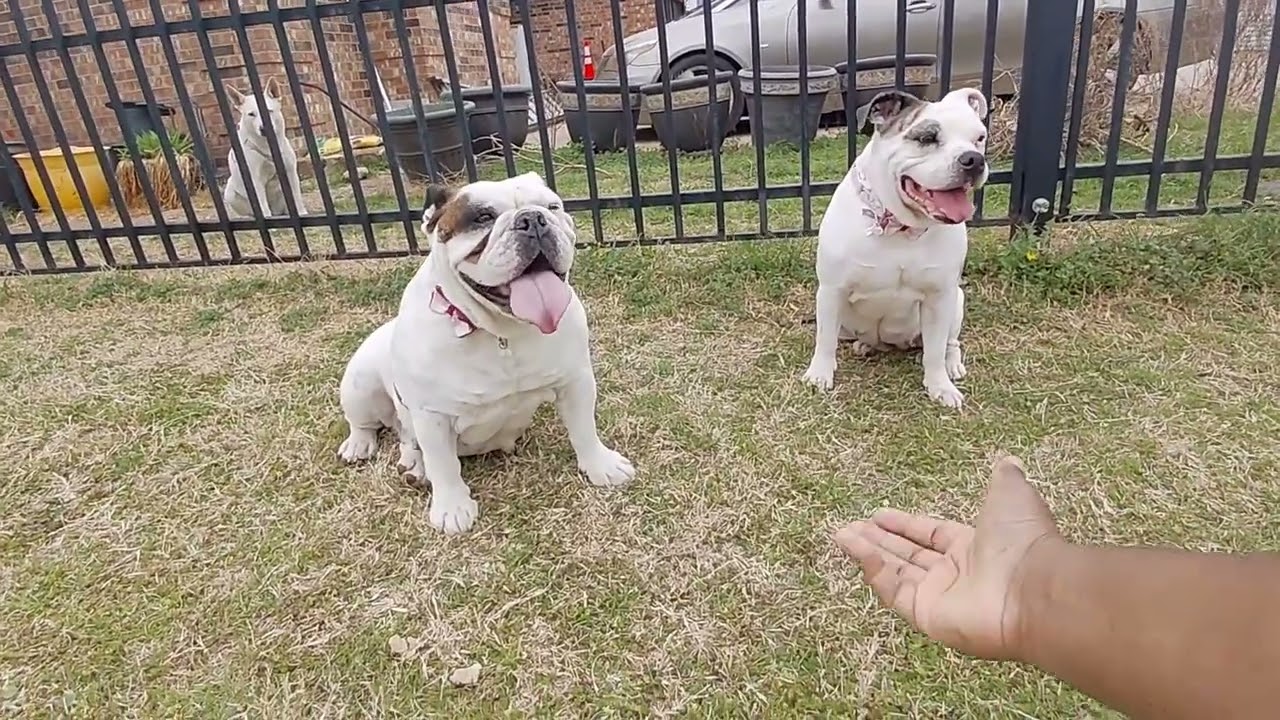 3 female dogs hungry I gave them some meat, 2 mine 1 neighbor female dog