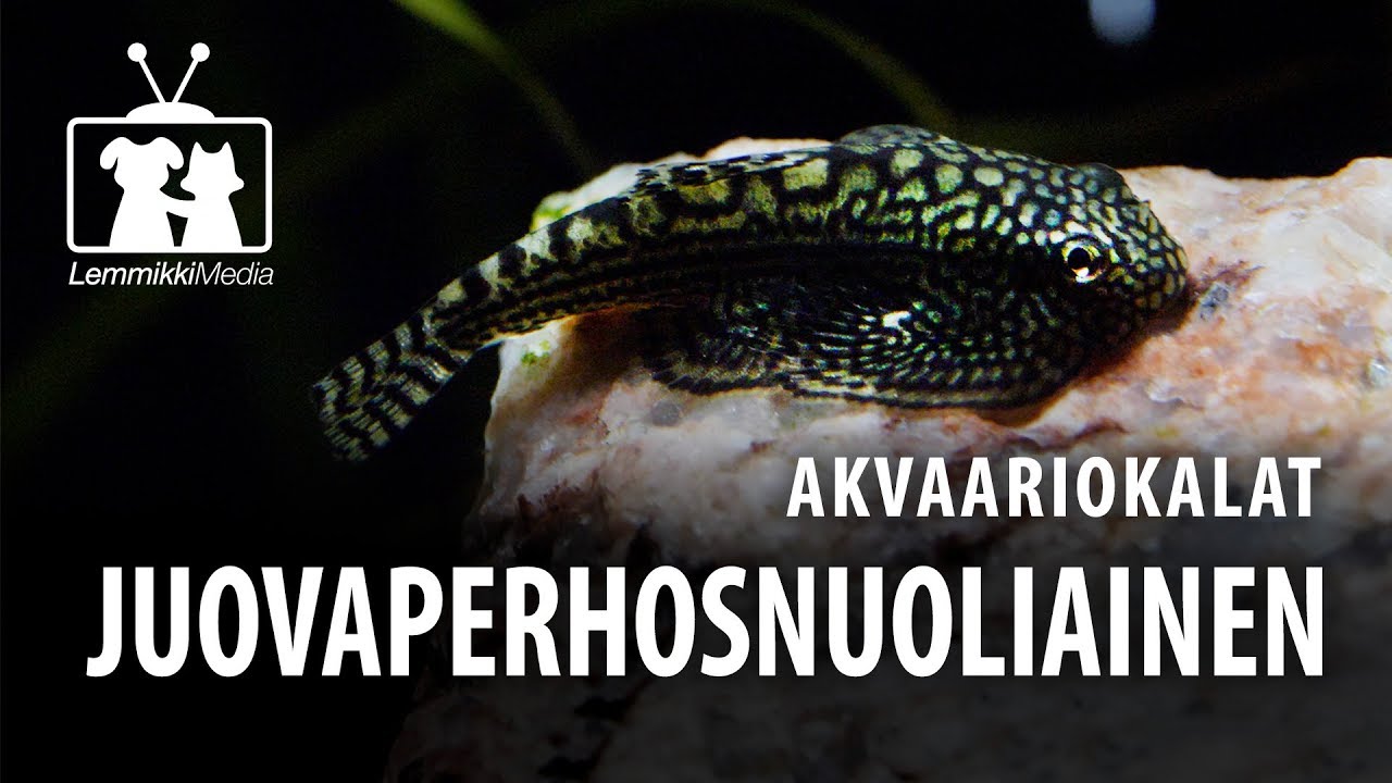 Akvaario: Juovaperhosnuoliainen