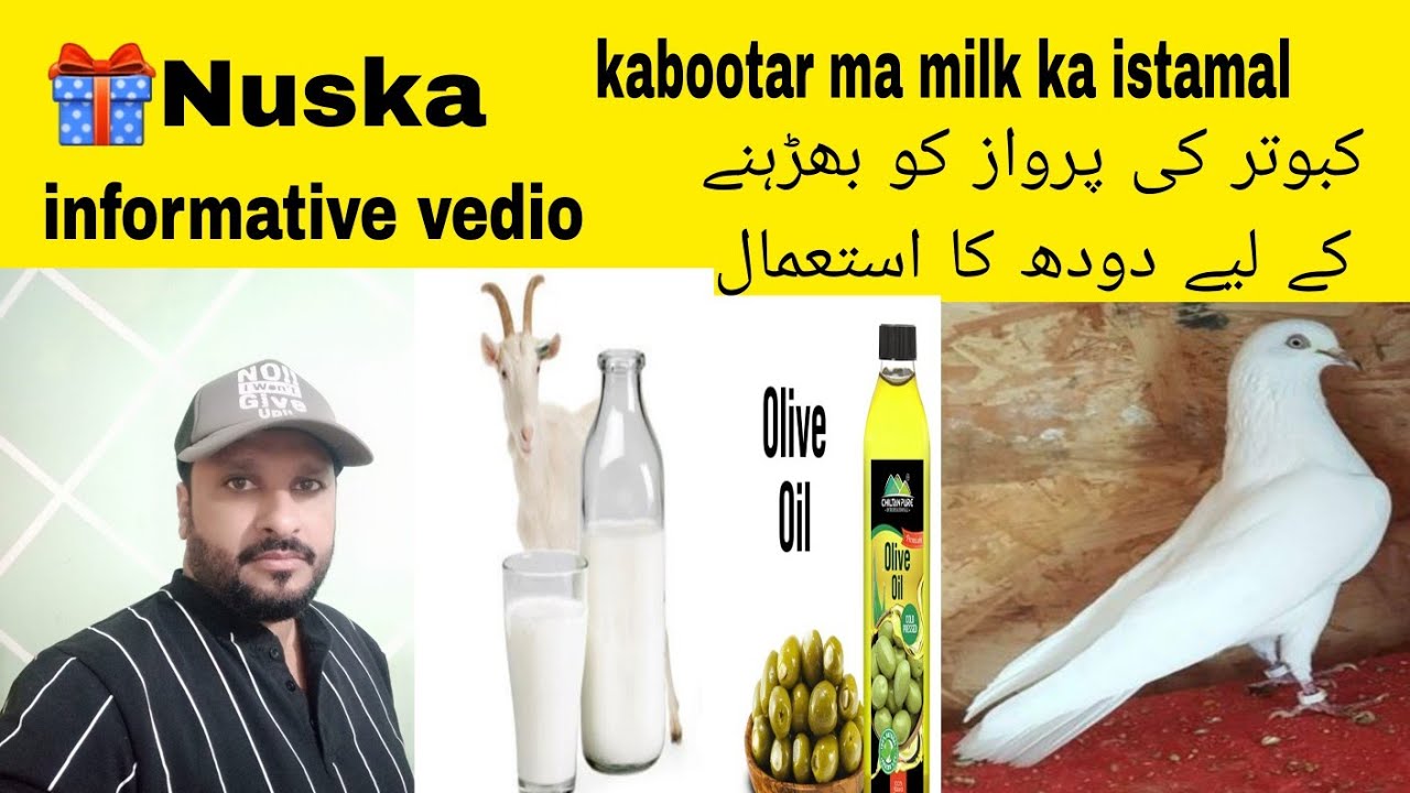 💯Nuska kabootar ma milk ka istamal کبوتر میں دودھ کا استعمال