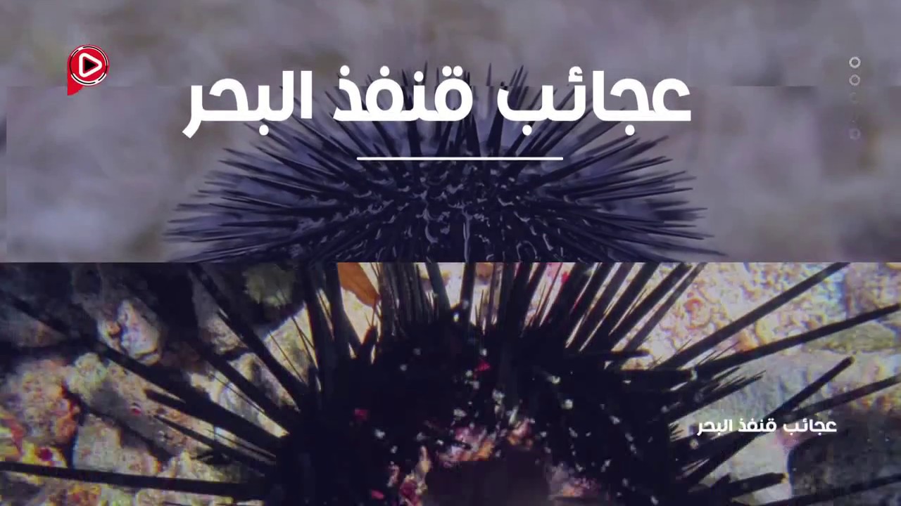 عجائب قنفذ البحر