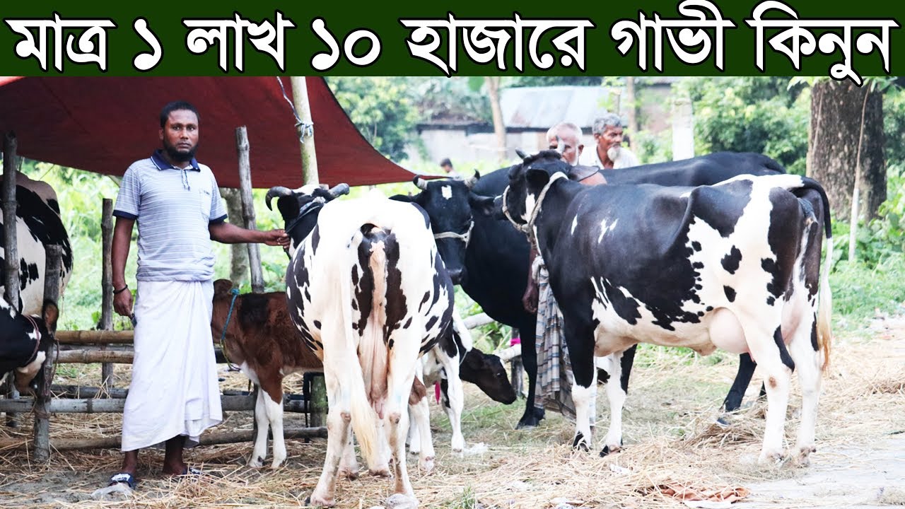 ১ লাখ ১০ হাজার টাকায় উন্নত জাতের গাভী কিনুন। ১০ থেকে ২০ লিটার দুধের গাভীর দাম জানুনnazmul dairy farm
