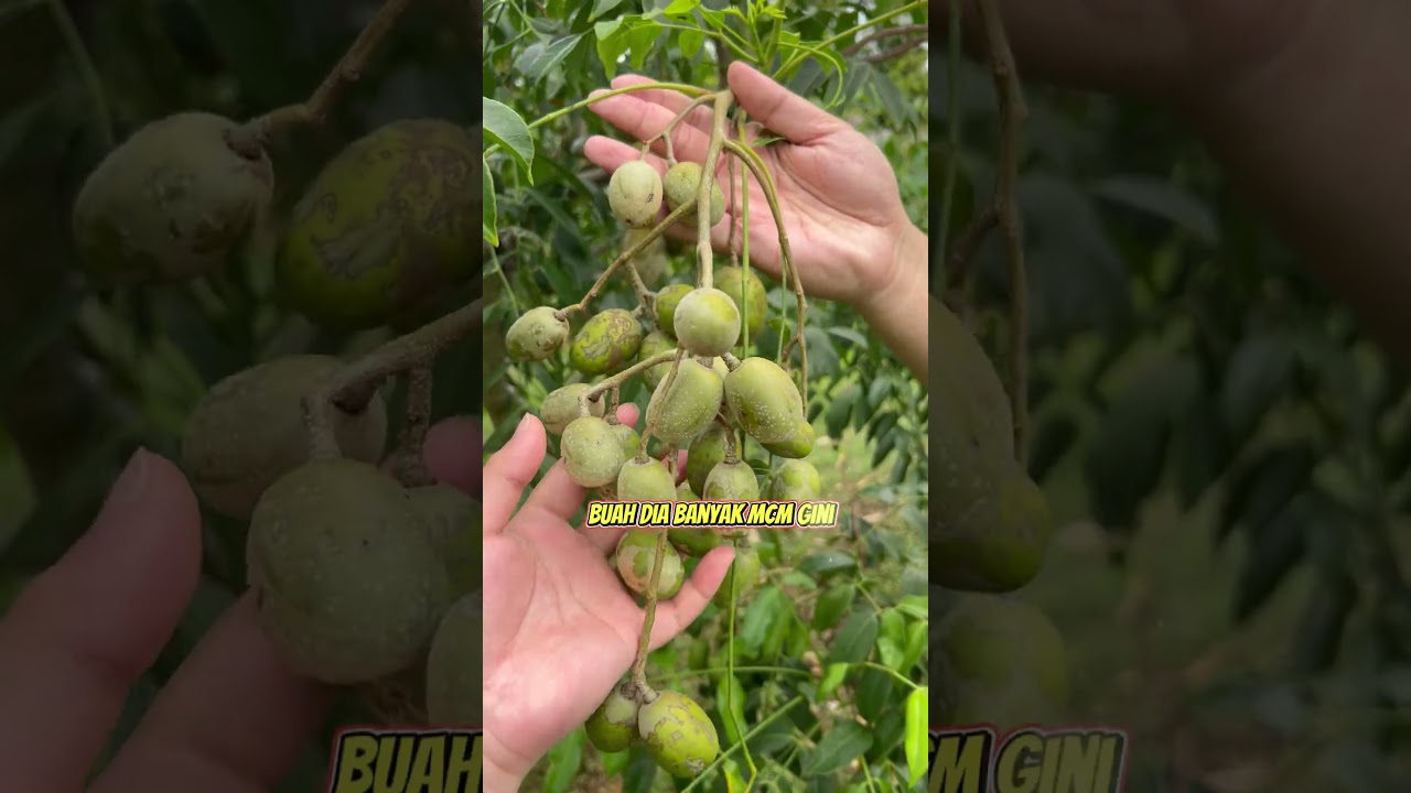 Apply fruit fertilizer can make tree grow alot of fruits 