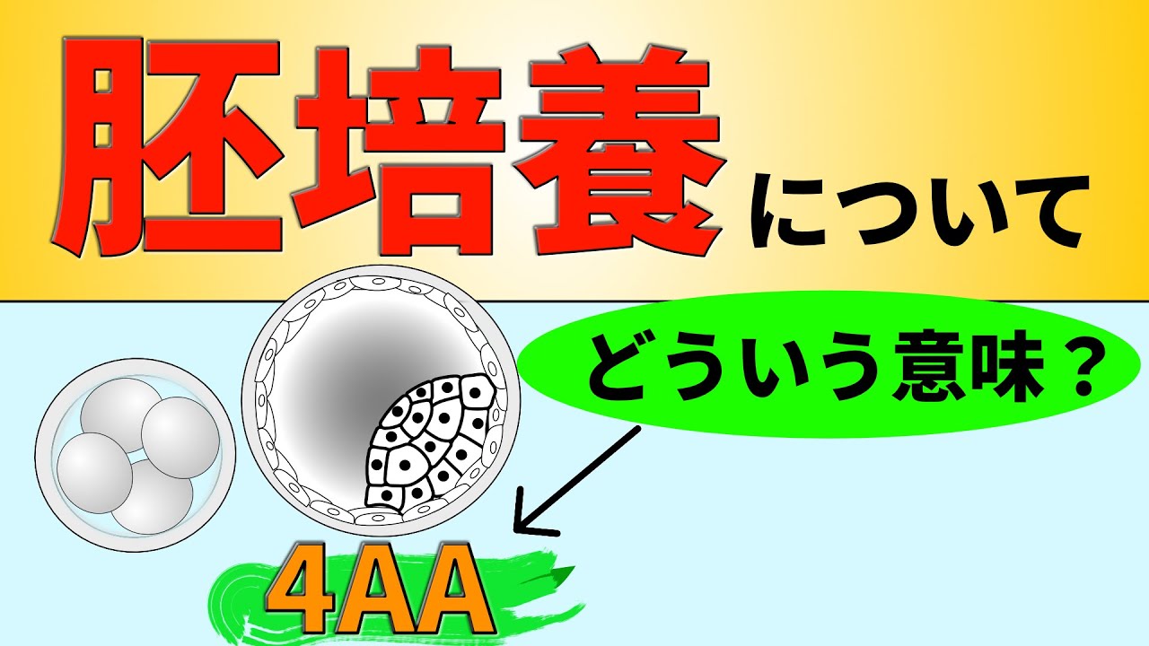 14.培養期間は何日？受精卵のグレードとは？