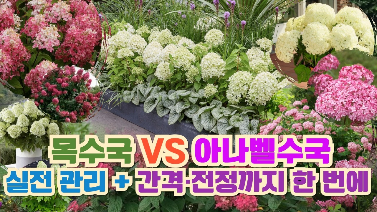 목수국 vs 아나벨 간격은 이렇게 실전 관리·전정까지 한 번에