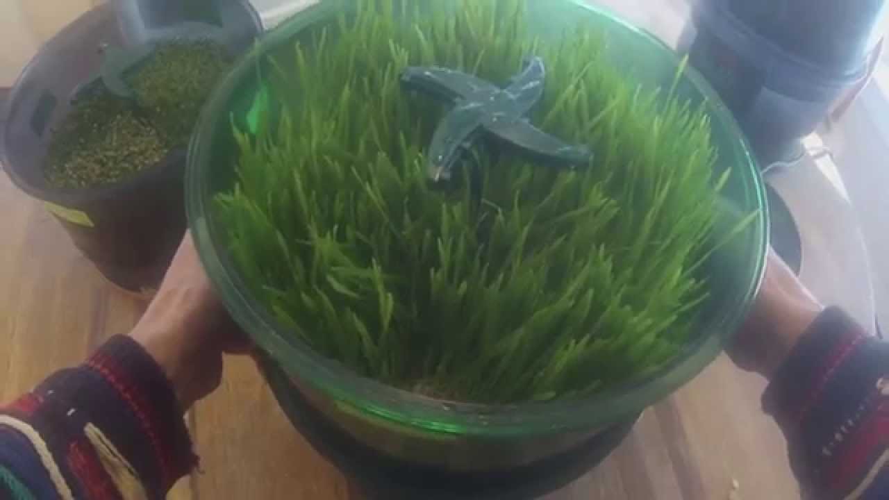 Growing Wheatgrass in the Freshlife 3000 Automatic Sprouter