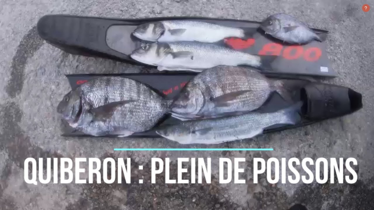 Chasse sous marine sur Quiberon : Beaucoup de poissons (Bretagne- Morbihan- Bar- sar- dorade royale)