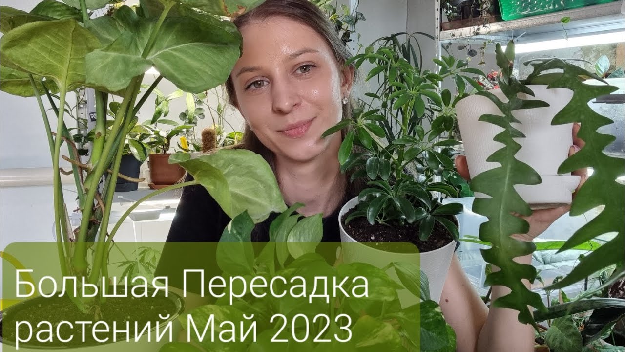 Пересадка комнатных растений, сингониум, шеффлера, эпипремнум и др