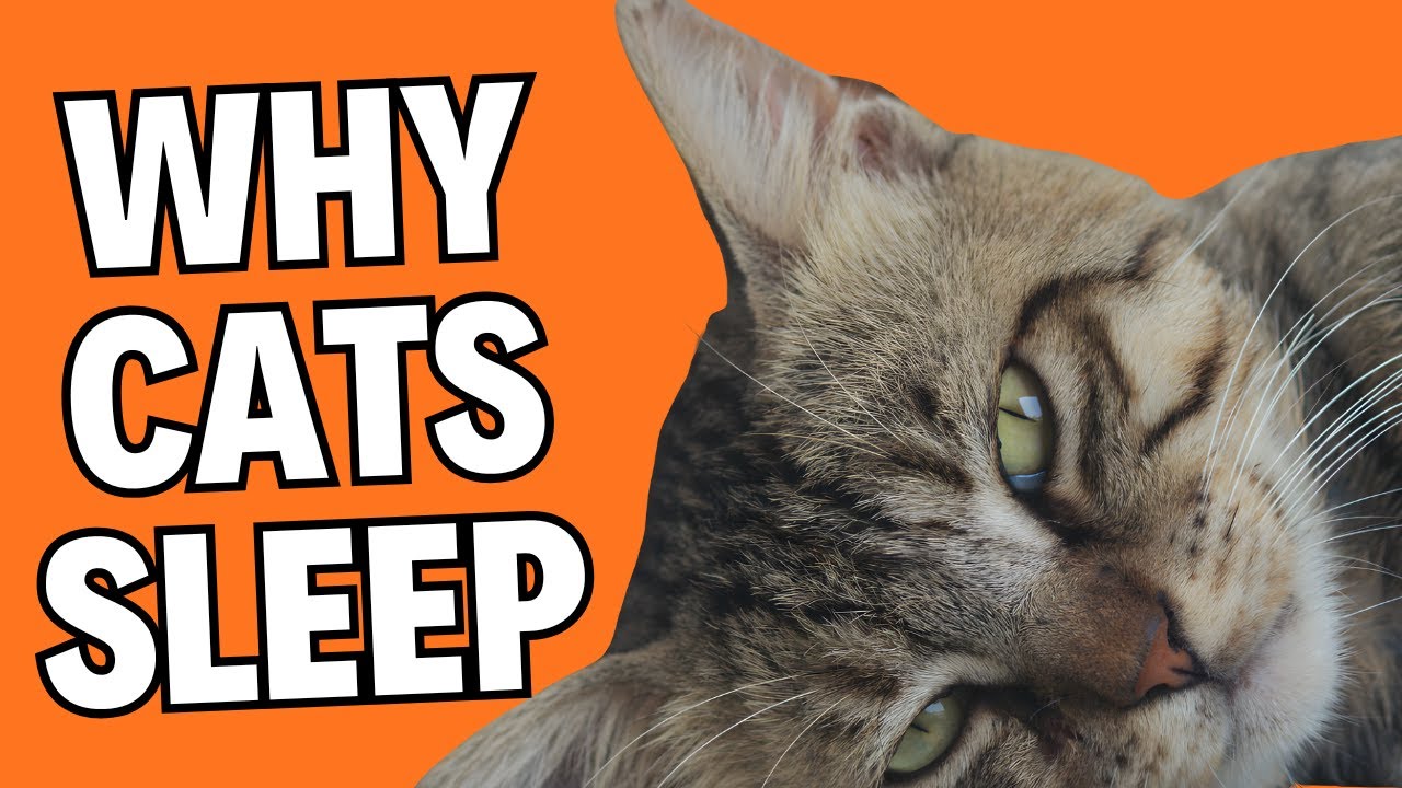 Why Do Cats Sleep So Much? The Real Reason