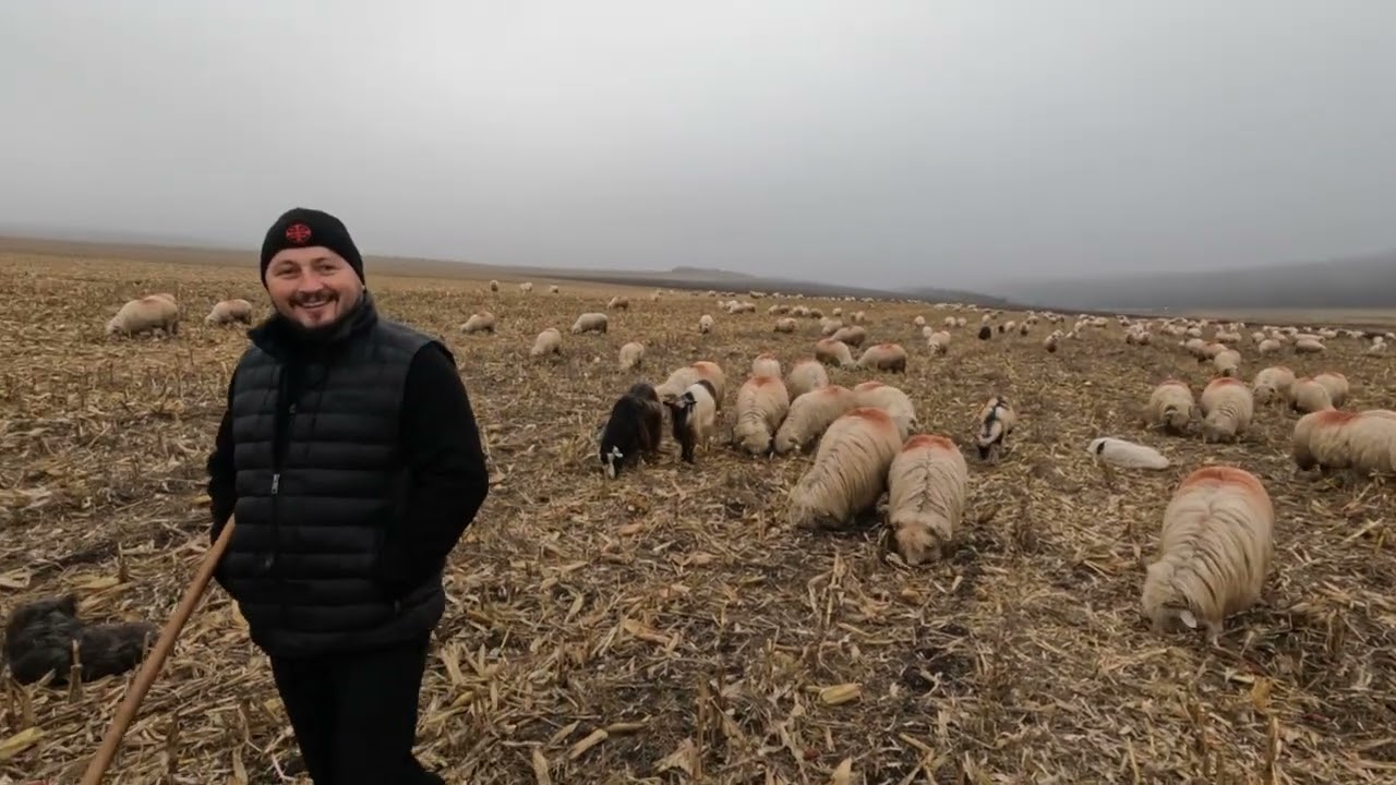 Oile Băle Pe Tocătură -Părintele Dănuț din Ardan și Dragostea Pentru Oi 