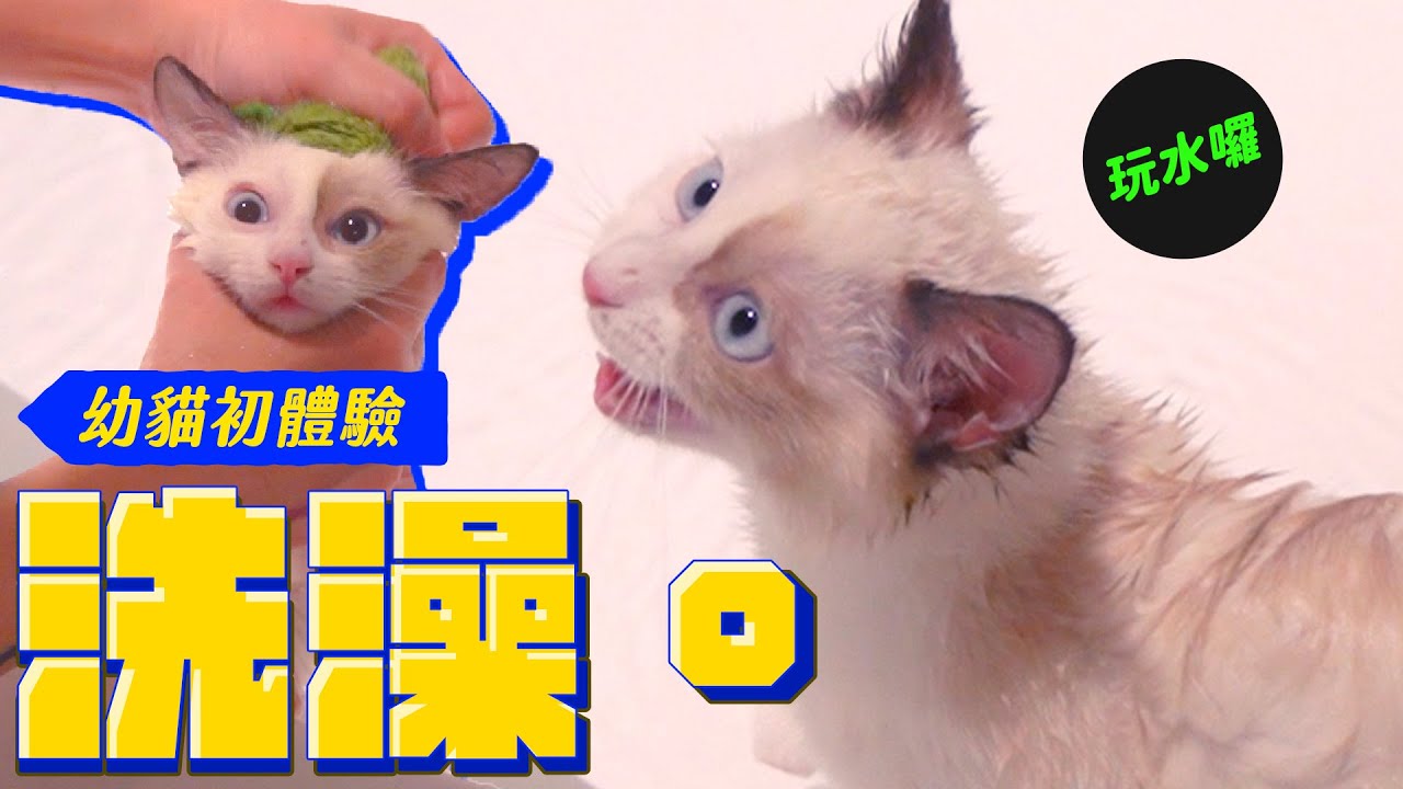 奶萌貓初次碰水 意外的乖順！吹毛超享受｜宇宙猫咪🐾