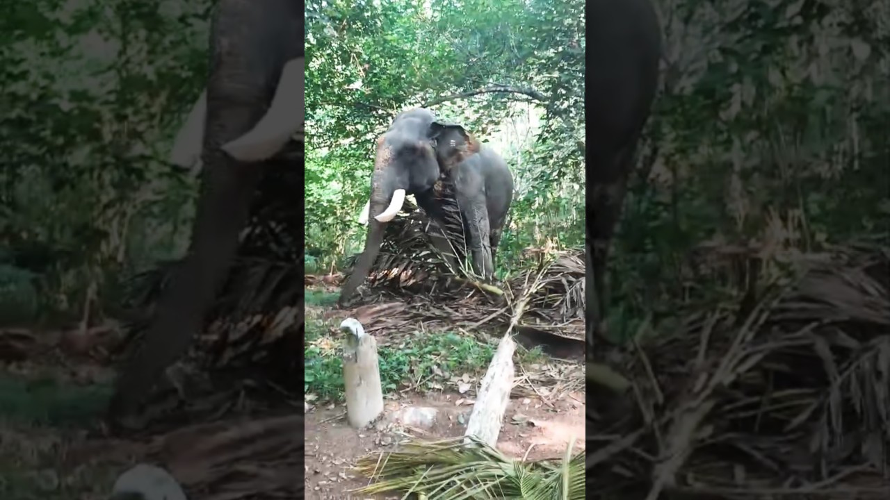 നല്ലൊരു സീസൺ പൂർത്തിയാക്കി മണികണ്ഠൻ ഇനി നീരുകാലം #aana #nedumankavumanikqndan