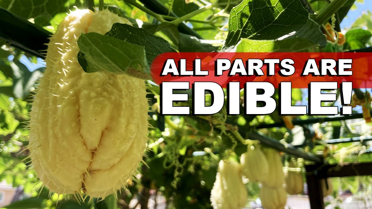 How To Grow Prolific Perennial Chayote